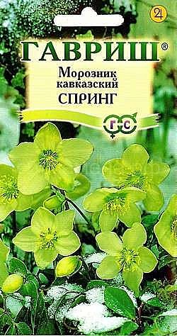 Ц Морозник Спринг лимонно-зеленый восточный (кавказский) Гавриш 