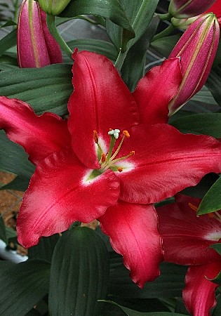 1338 Лилия Баккарди 5шт/1шт 