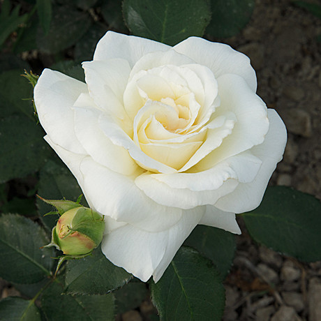 Роза Шнеевальцер плет  Садовита