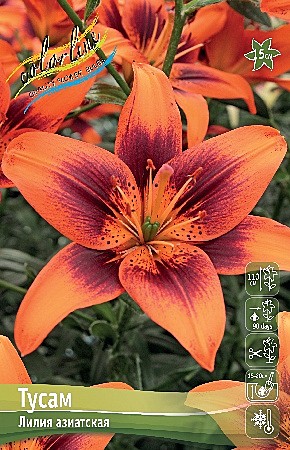 3197-1 Лилия Тусам аз 5шт/1шт