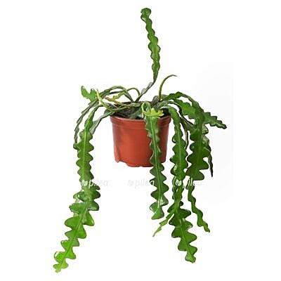 Эпифиллум Ангулигер 9