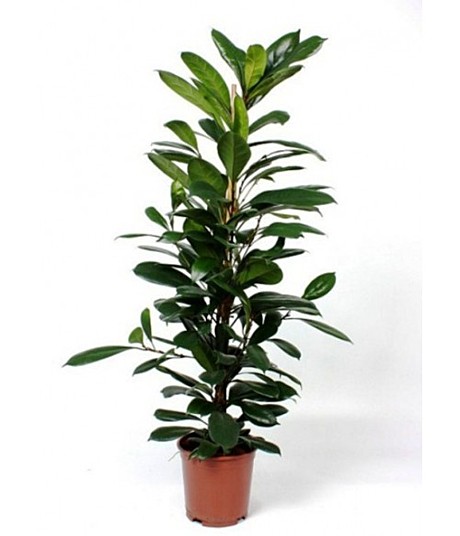 Фикус Кинг Конг 10