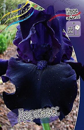 0070 Ирис Даркнесс германский 1шт 