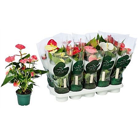 Антуриум  12