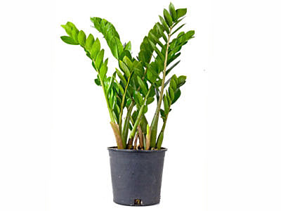 Замиокулькас 19