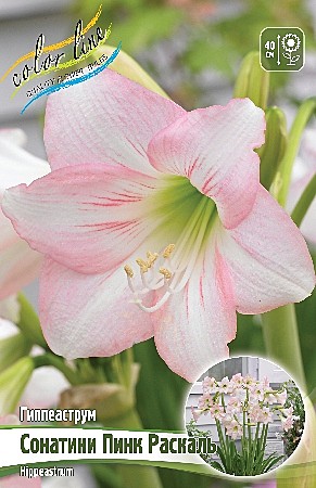 4647 Гиппеаструм Пинк Паскаль 1шт