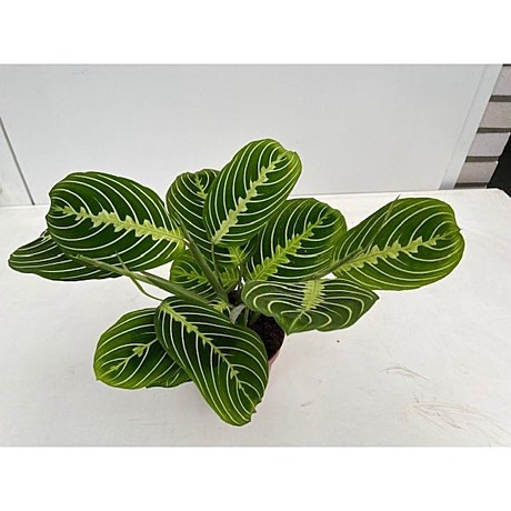 Маранта Лемон 12