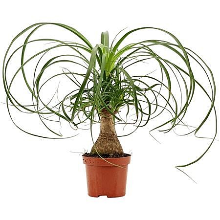 Нолина 12 Rekur