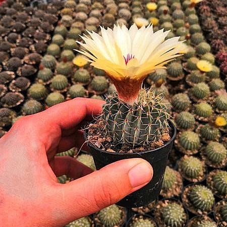 Нотокактус Бейнинга 7