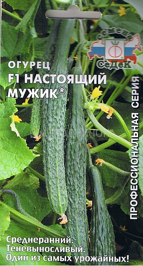 О Настоящий Мужик Седек