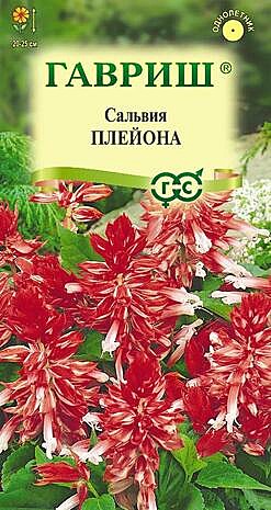 Ц Сальвия Плейона Гавриш