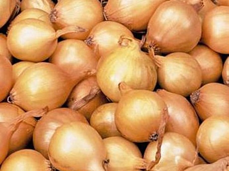 Лук-севок Штутгартер-ризен мешок 20кг 1кг Россия