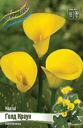 0671 Калла Голд Краун 2шт/1шт