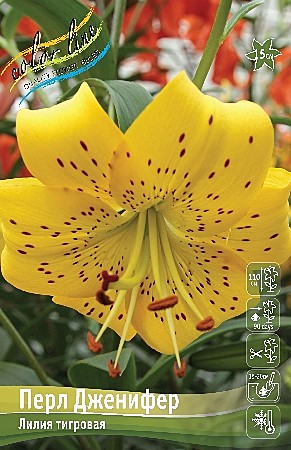 1537 Лилия Перл Дженифер тигров 5шт /1шт