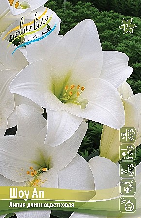 2751 Лилия Шоу Ап лонг  (5шт) 1шт