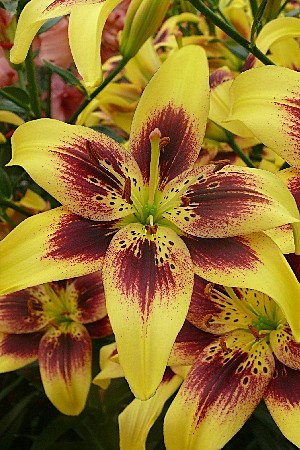 4491 Лилия Пайтон тигр 5шт/1шт