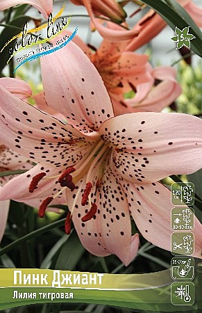 7769 Лилия Пинк Джиант тигр 5шт/1шт