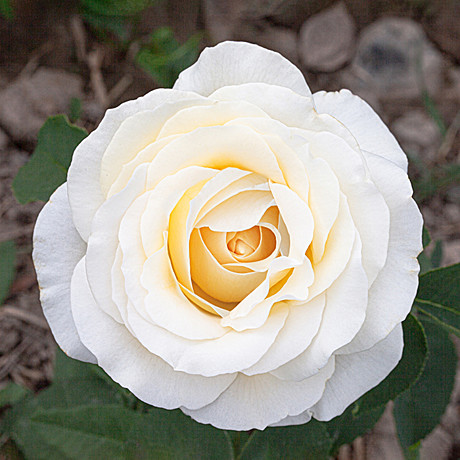 Роза Айсберг флориб Садовита