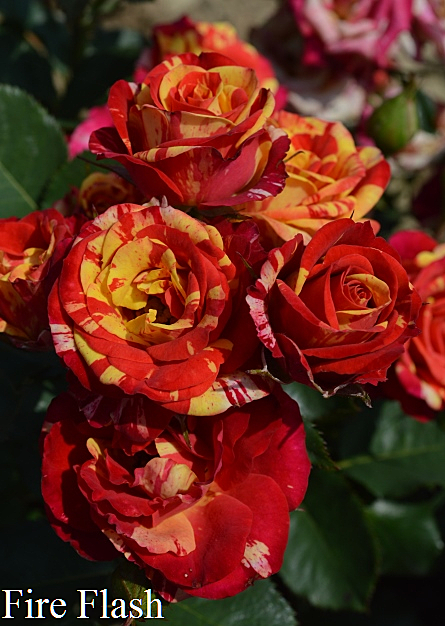 Роза Файнер Флеш спрей Садовита