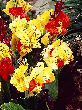 4062 Канна  Клеопатра 1шт