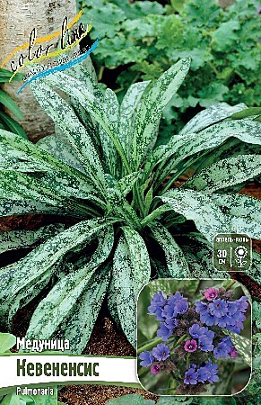 5697 Медуница Кевененсис 1шт