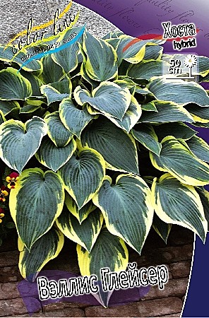 5818 Хоста Валлиз Глэсиа 1шт