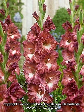 6233 Глад Боссанова 8шт/1шт