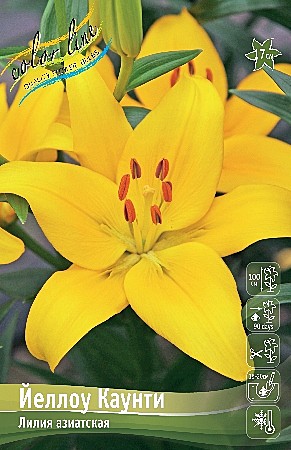 6961 Лилия Йеллоу Каунти 7шт/1шт