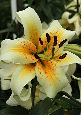 7865 Лилия Мистер Кас от 5шт/1шт