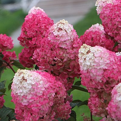 Гортензия метельч Страйбери Блоссом туба