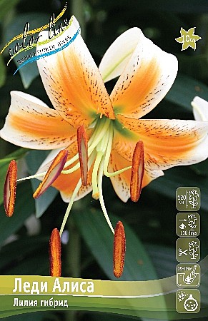 1582 Лилия Леди Алиса 5шт/1шт