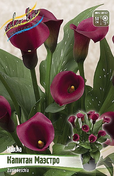 3185 Калла Капитан Маэстро 2шт /1шт/