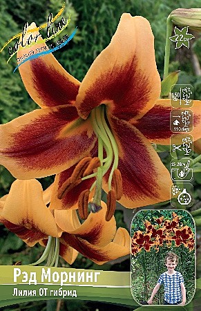 7896 Лилия Ред Морнинг От 5шт(1шт)