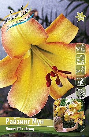 8187 Лилия Райзинг Мун 5шт/1шт