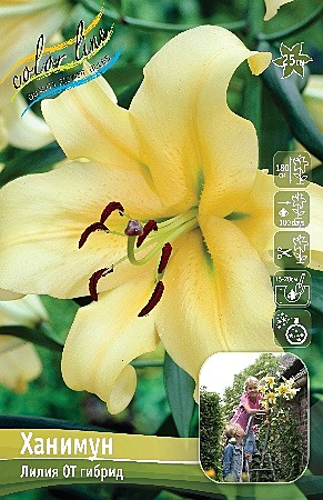 9544 Лилия Ханимун  от 5шт/1шт