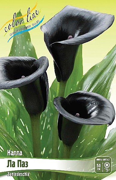 9854 Калла Ла Паз 2шт/1шт