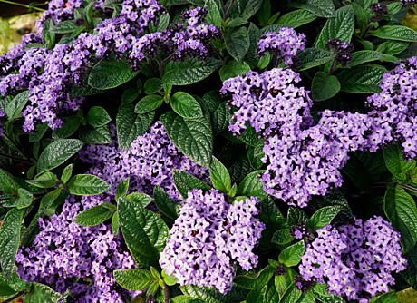 4905 Глад Эви /Глэддис/ 10шт/1шт