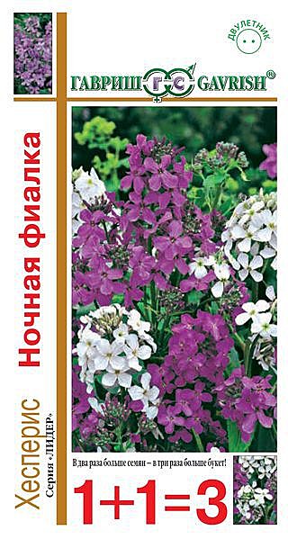 Ц Хесперис Ночная фиалка смесь Гавриш