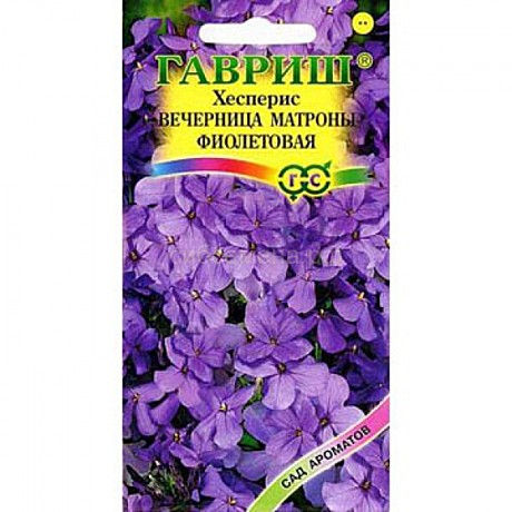 Ц Хесперис Вечерница Матроны фиолетовая Гавриш
