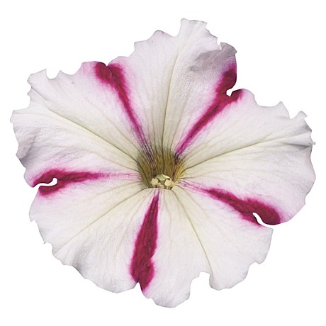 Ц П Селебрити Бургунди Стар. 10др вес