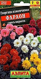 Ц Георгина Фараон Аэлита