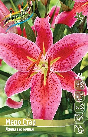 1001 Лилия Меро Стар 7шт(1шт )