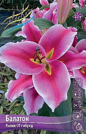 1018-1 Лилия Балатон от 5шт/1шт