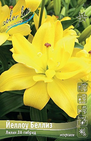 1783 Лилия Йеллоу Беллиз ла махр 5шт (1шт)