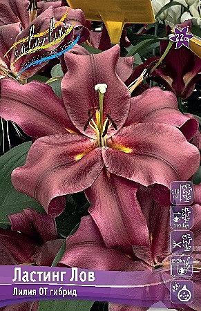 8286 Лилии Ластинг Лов от 5шт/ 1шт