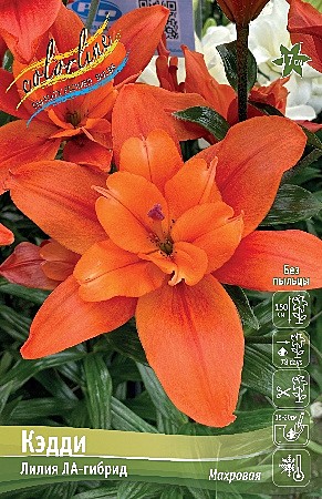 9947 Лилия Кэдди ла 5шт/1шт/