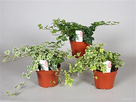 Хедера  хеликс микс подвесная 12