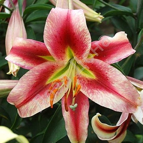 1536 Лилия Олимпик Торч ОТ 5шт (1шт)