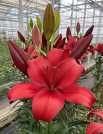 8023 Лилия Эн Гарде (7шт) 1шт