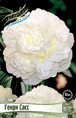 5248 Пион Генри Сасс 1шт